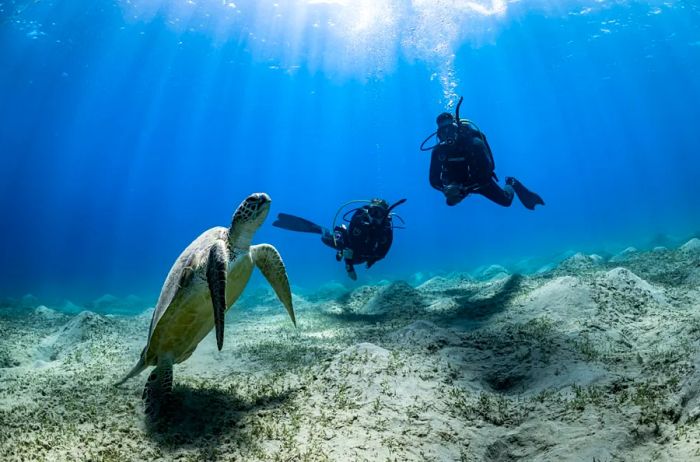 A turtle accompanied by two scuba divers in the waters of Egypt.