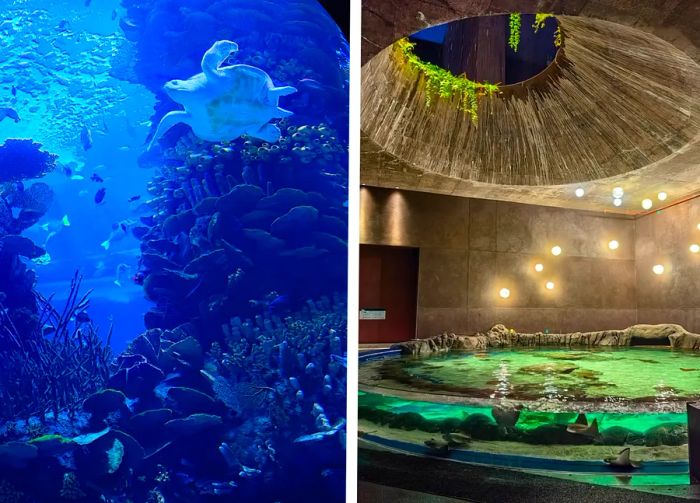 A blue tank houses a sea turtle (L); the interior of a brutalist structure reveals plants thriving through a skylight, with a round pond at its center (R)