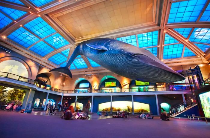 A massive model of a blue whale suspended from the ceiling in a museum gallery.