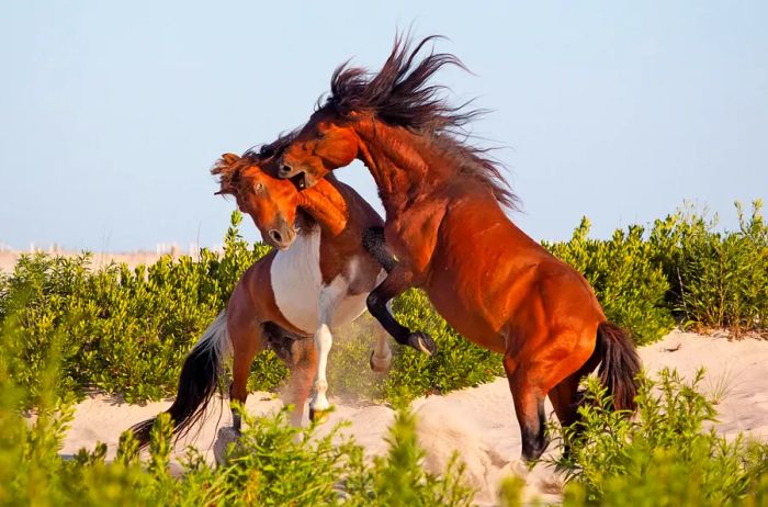 Two Assateague horses playfully leaping at one another on the beach