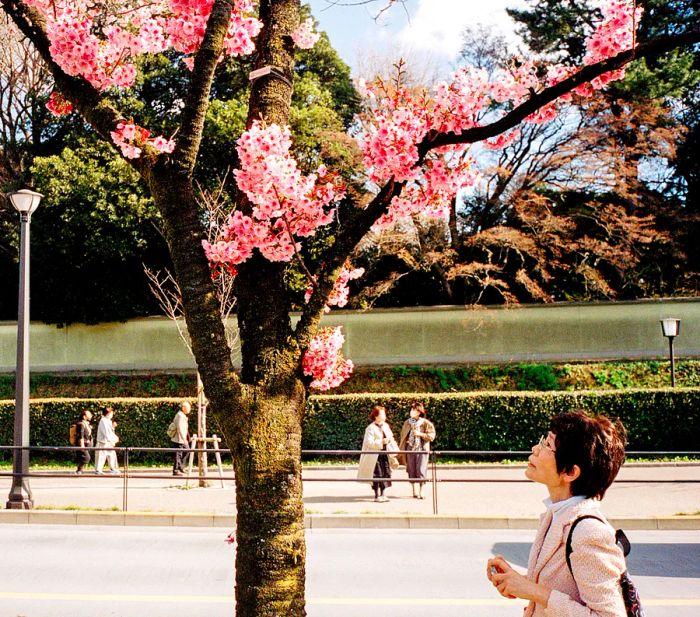 A woman gazing up at a cherry blossom tree.