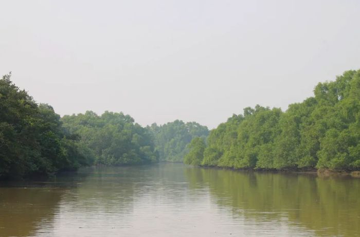 A wide, level waterway bordered by the lush banks of Bhitarkanika National Park