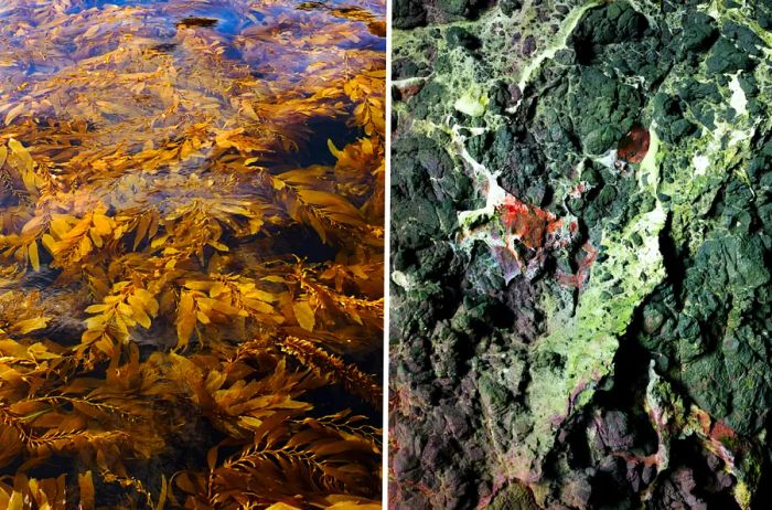 Left: A lush seaweed kelp forest. Right: Aerial view of green rocks.