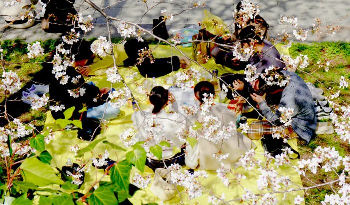 A group of people enjoying a picnic beneath a cherry blossom tree.