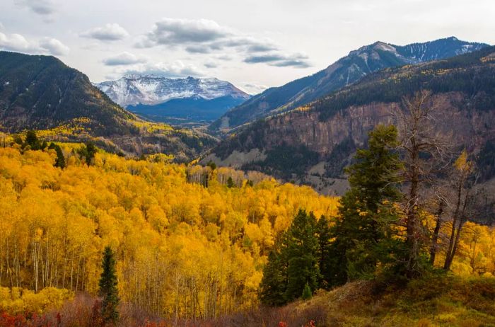 Golden aspen trees set against a backdrop of mountains