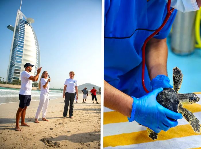 Left: A turtle was released in June 2023, alongside Sheikh Fahim bin Sultan bin Khalid Al Qasimi (left), ambassador for the Dubai Turtle Rehabilitation Project; Katerina Giannouka, CEO of Jumeirah Hotels & Resorts (center); and Barbara Lang-Lenton, head of the DTRP (right). Right: A sea turtle receives a health examination at the DTRP in Dubai.