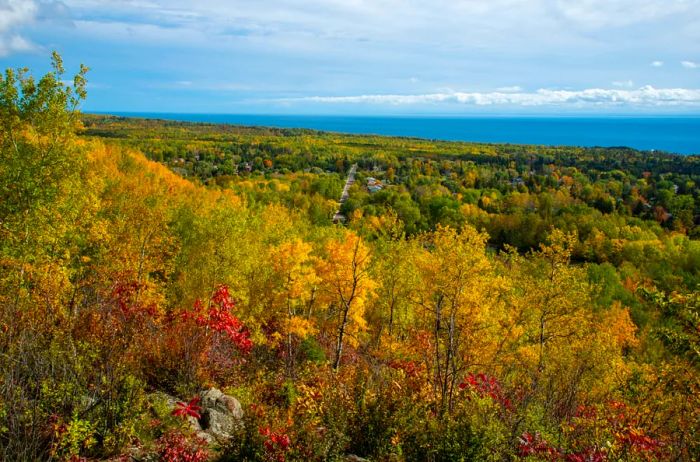 Aerial perspective of autumn trees in Superior National Forest