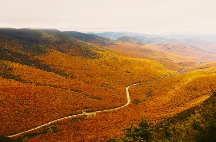 Aerial perspective of a winding road meandering through a forest of vibrant yellow-orange foliage