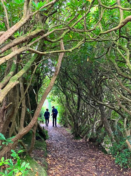 Silhouettes of two individuals at the end of a path, framed by a 