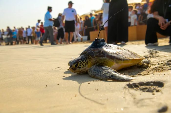 The DTRP equipped this rehabilitated sea turtle with a tracking device, allowing the organization to monitor its location.