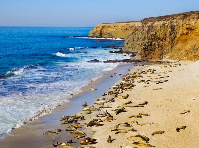 The Channel Islands' coastline, featuring seals lounging on the shore