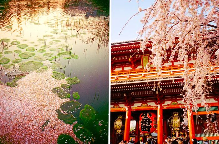 Left: a tranquil lily pond adorned with cherry blossoms. Right: Senso-ji Temple amidst cherry blossom season.