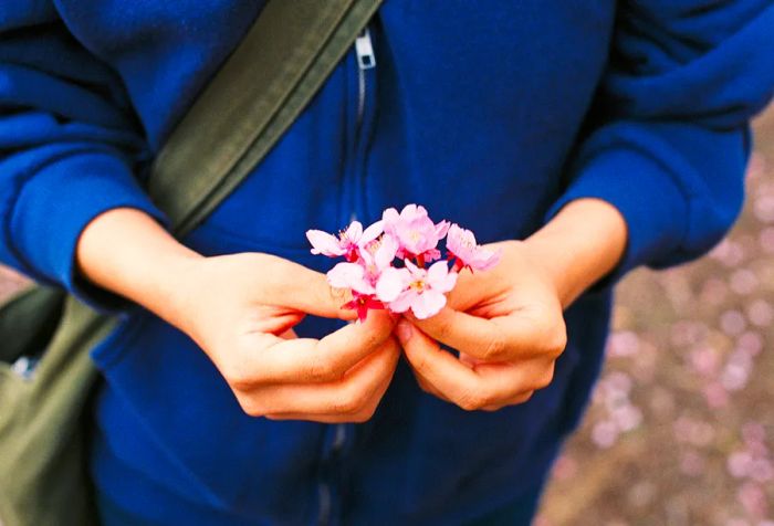 A person cradling a small bouquet of cherry blossoms.