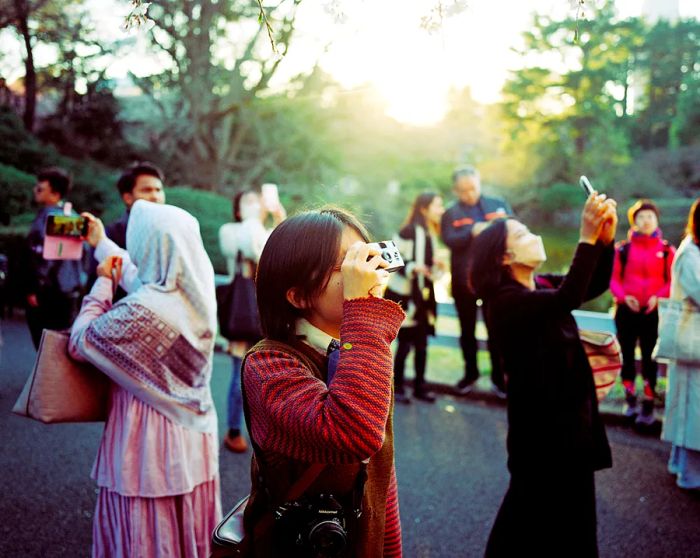 A gathering of people capturing the beauty of cherry trees in Japan.