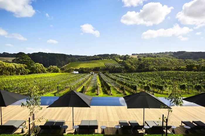 A row of unoccupied black lounge chairs and umbrellas facing lush green vineyards.