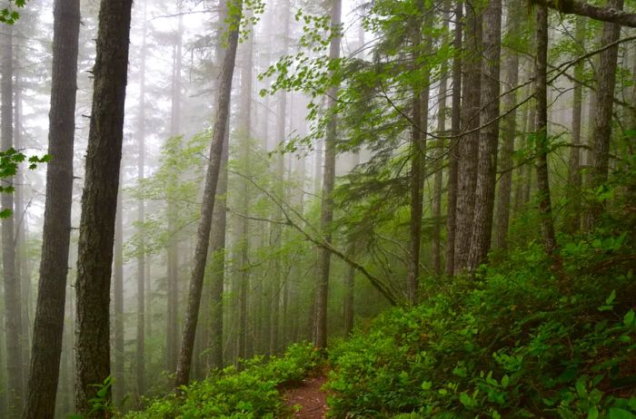 A misty rainforest within Olympic National Forest