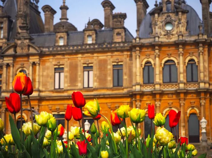 A display of red and yellow tulips in front of an ornate golden stone building adorned with intricate chimneys, numerous windows, and a gray roof.