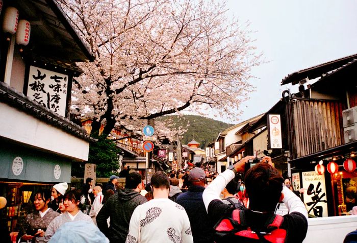 A bustling street filled with cherry blossom enthusiasts.