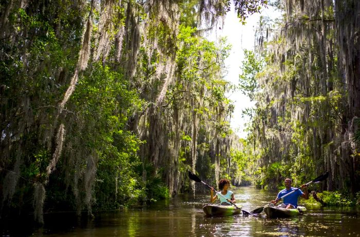 Two individuals kayaking through wetlands