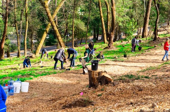 Participating in reforestation efforts through hand planting at Meadowood Napa Valley