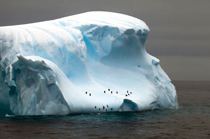 Penguins resting on a glacier in the Drake Passage, Antarctica