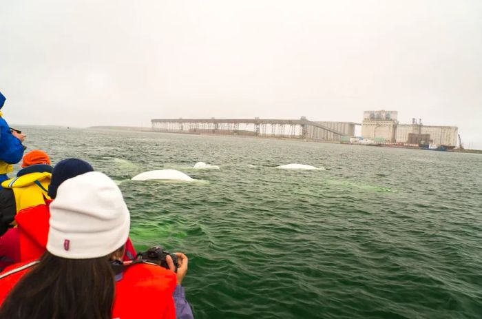 Beluga whales surfacing in the waters of Churchill.