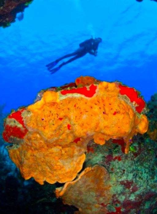 Exploring the Depths of Little Cayman