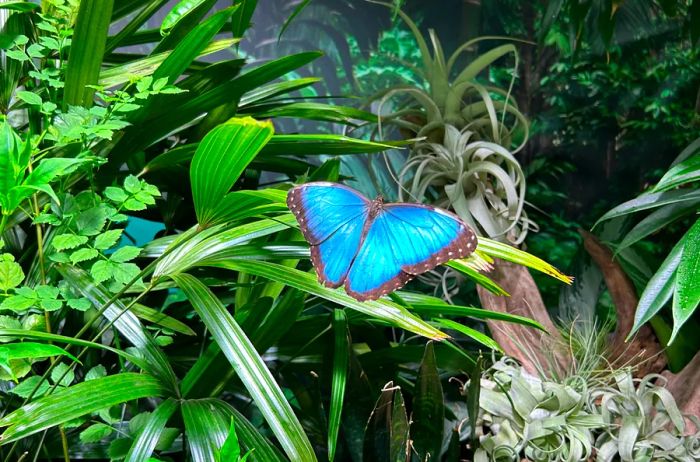 Blue Morpho butterfly perched on a green leaf