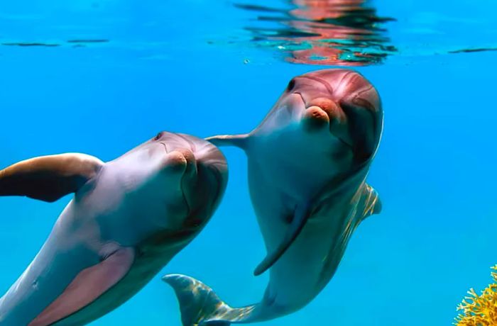 Swim with Dolphins in the Caribbean