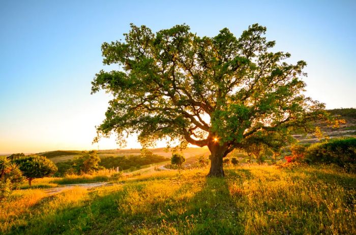 An oak tree silhouetted at sunset, surrounded by lush meadows in the Alentejo region of Portugal.