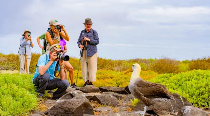 Birdwatchers capturing images of an albatross