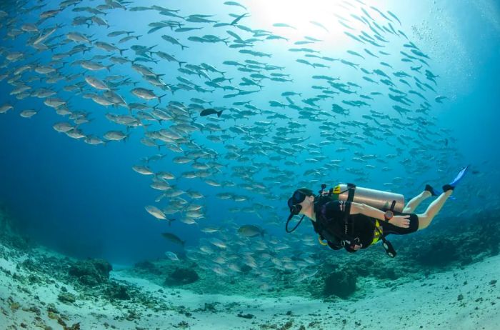 Underwater scene featuring a diver surrounded by a school of small fish.