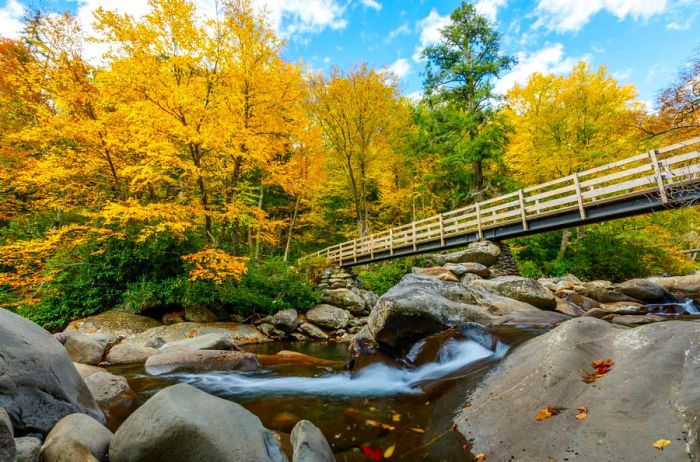 Chimney Tops trailhead featuring a pedestrian bridge over a rocky river, surrounded by trees adorned in vibrant yellow autumn hues.