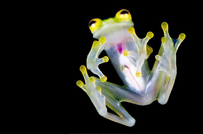 A newly identified glass frog species has recently been discovered at Mashpi - Rana de cristal de Mashpi (Hyalinobatrachium mashpi)