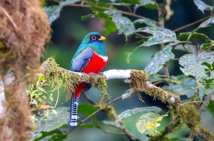 Collared trogan perched on a branch