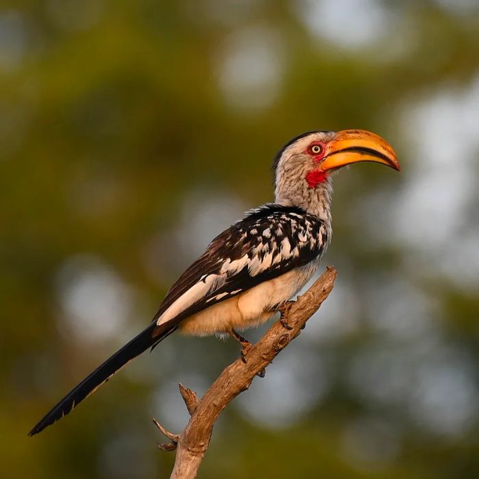 A solitary bird perched on a branch, seen from the side