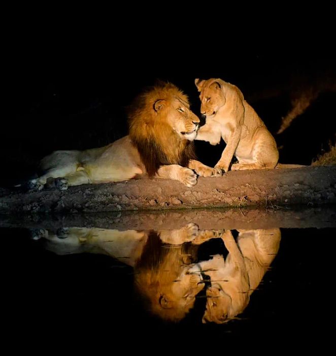 A male and female lion under the night sky