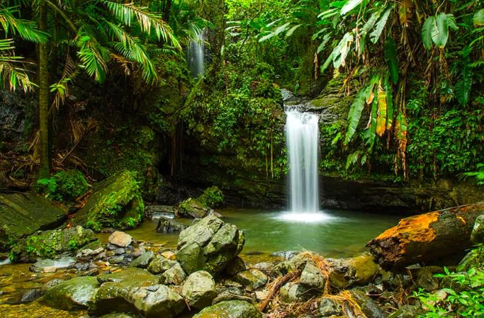 El Yunque Rainforest