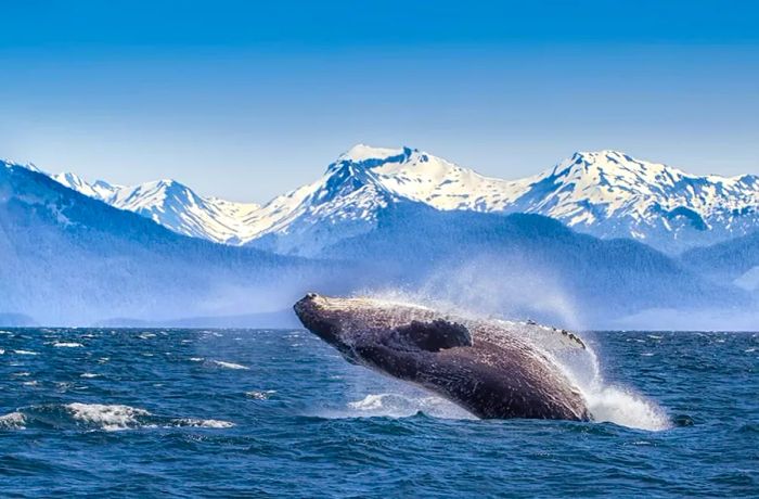 Alaska Whale Watching Experience