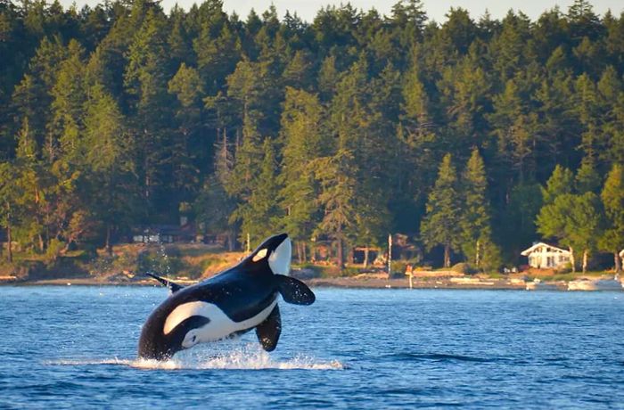 Killer whale spotted off the northern coast of Washington state, USA