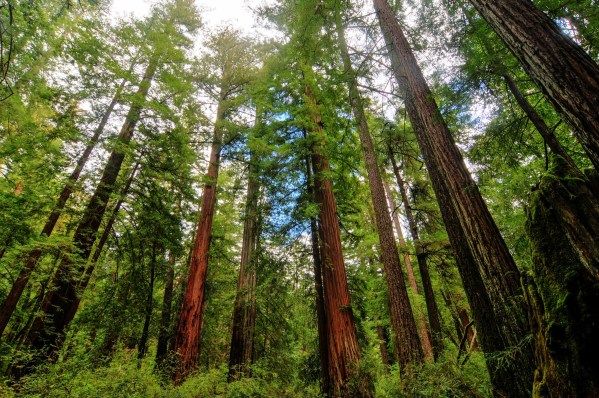 Sequoia trees in Big Basin Redwoods State Park. (Image credit: demerzel21/Getty Images)