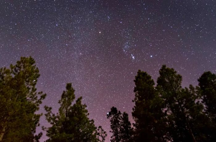 Starry sky with trees in the foreground