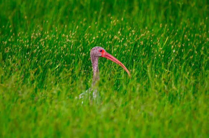 A long-billed curlew peeks out from tall grasses at Hazel Bazemore County Park in Corpus Christi, Texas