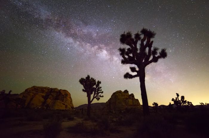 Milky Way Galaxy framed by Joshua Trees