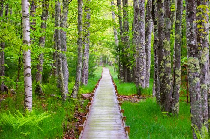 Acadia's Jesup Path: a boardwalk-style trail winding through lush greenery and tall trees.