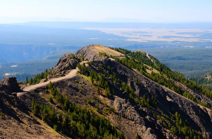 View from a trail with a forested backdrop