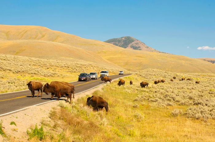 A group of bison grazing on yellow grass as cars are parked nearby