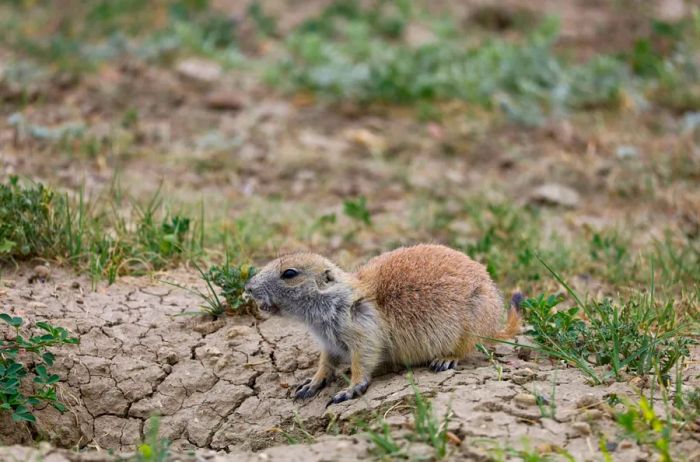 A prairie dog standing on dry earth, surrounded by grass.