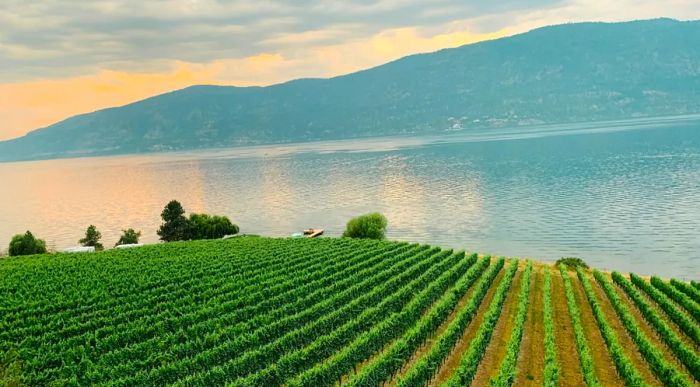 Vineyards alongside a lake with a mountain backdrop