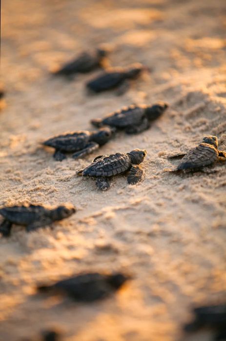 Hatchling Turtles